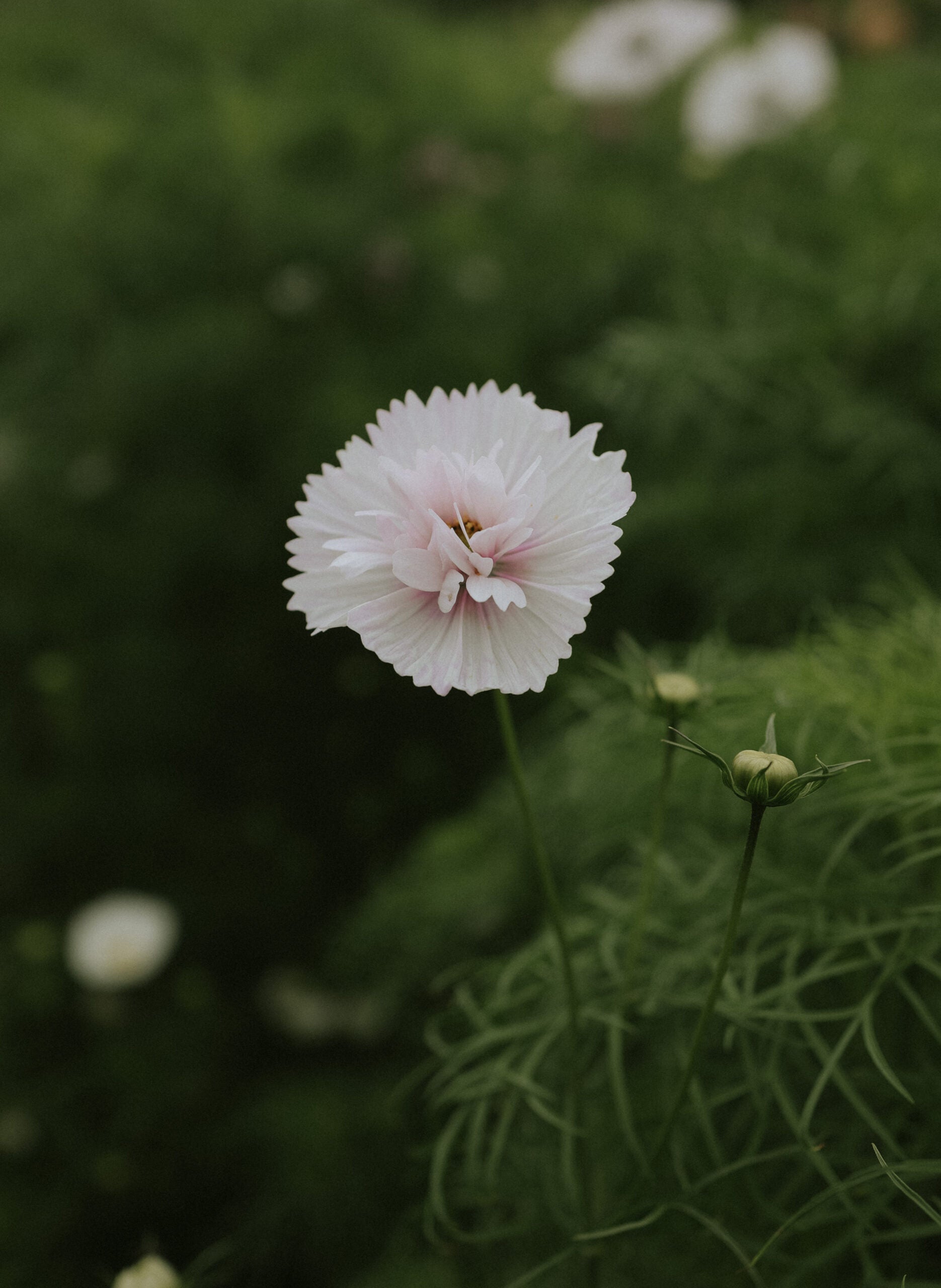 30 Cosmos Cupcakes Blush Flower Seeds – Pink & White Annual – Easy Grow