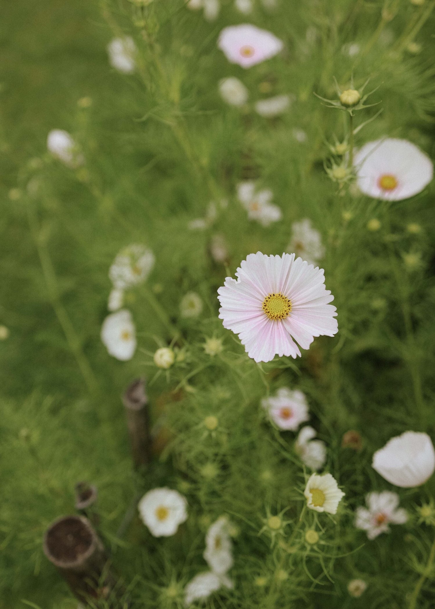 Cosmos - Cupcake Blush