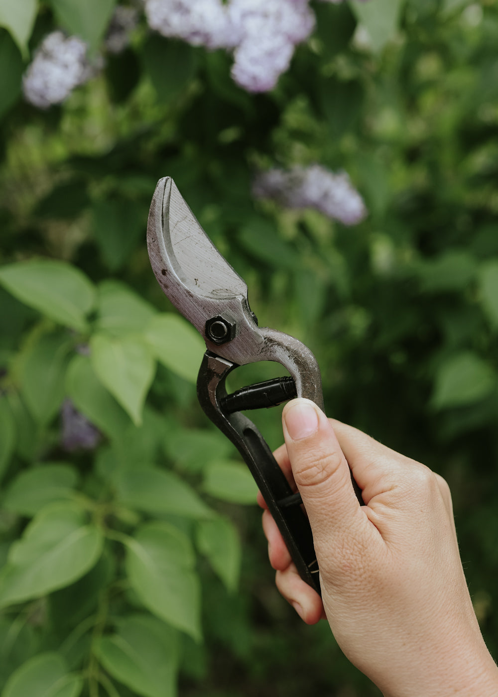 Secateurs