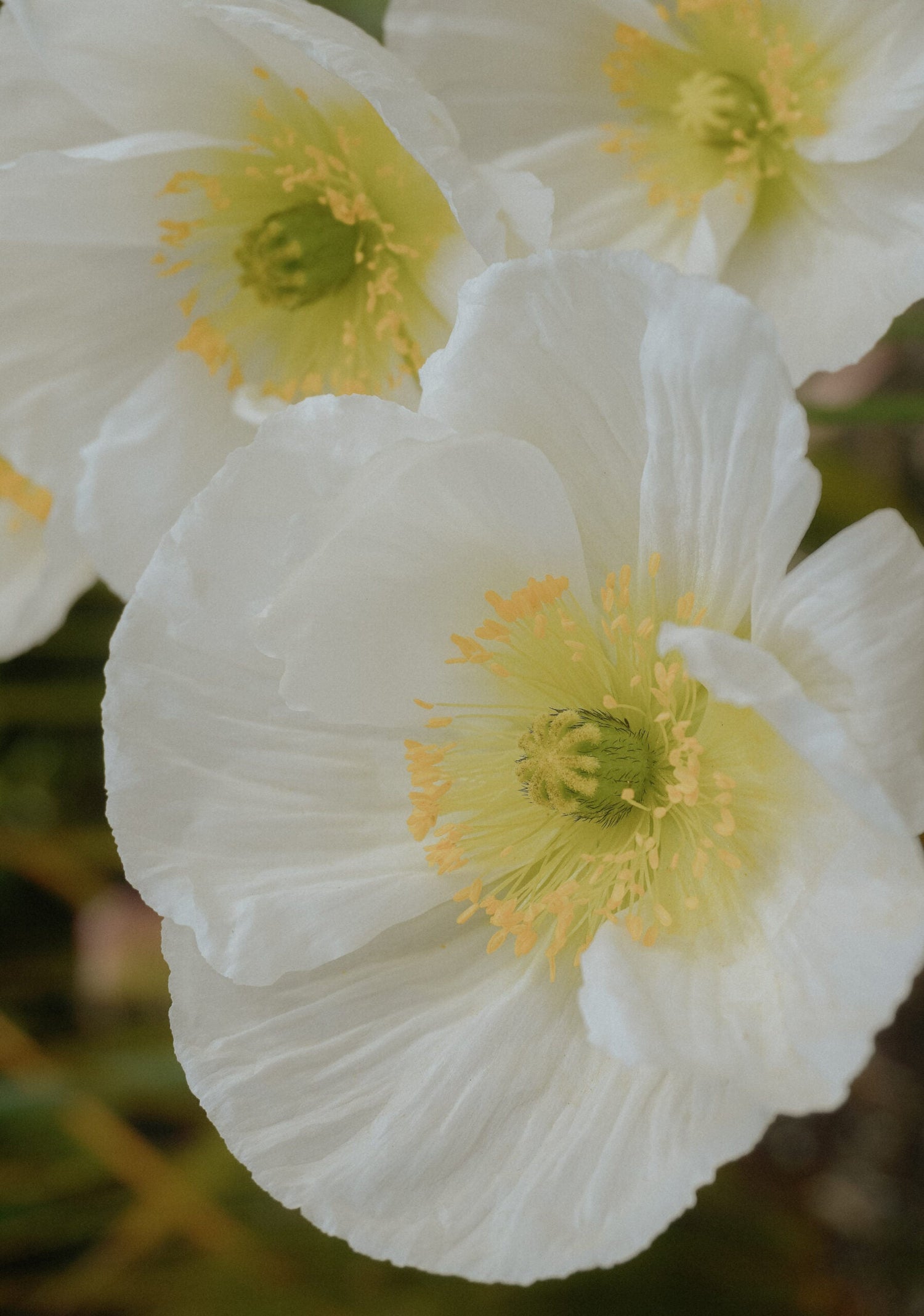 Iceland poppies - Champagne Bubbles White