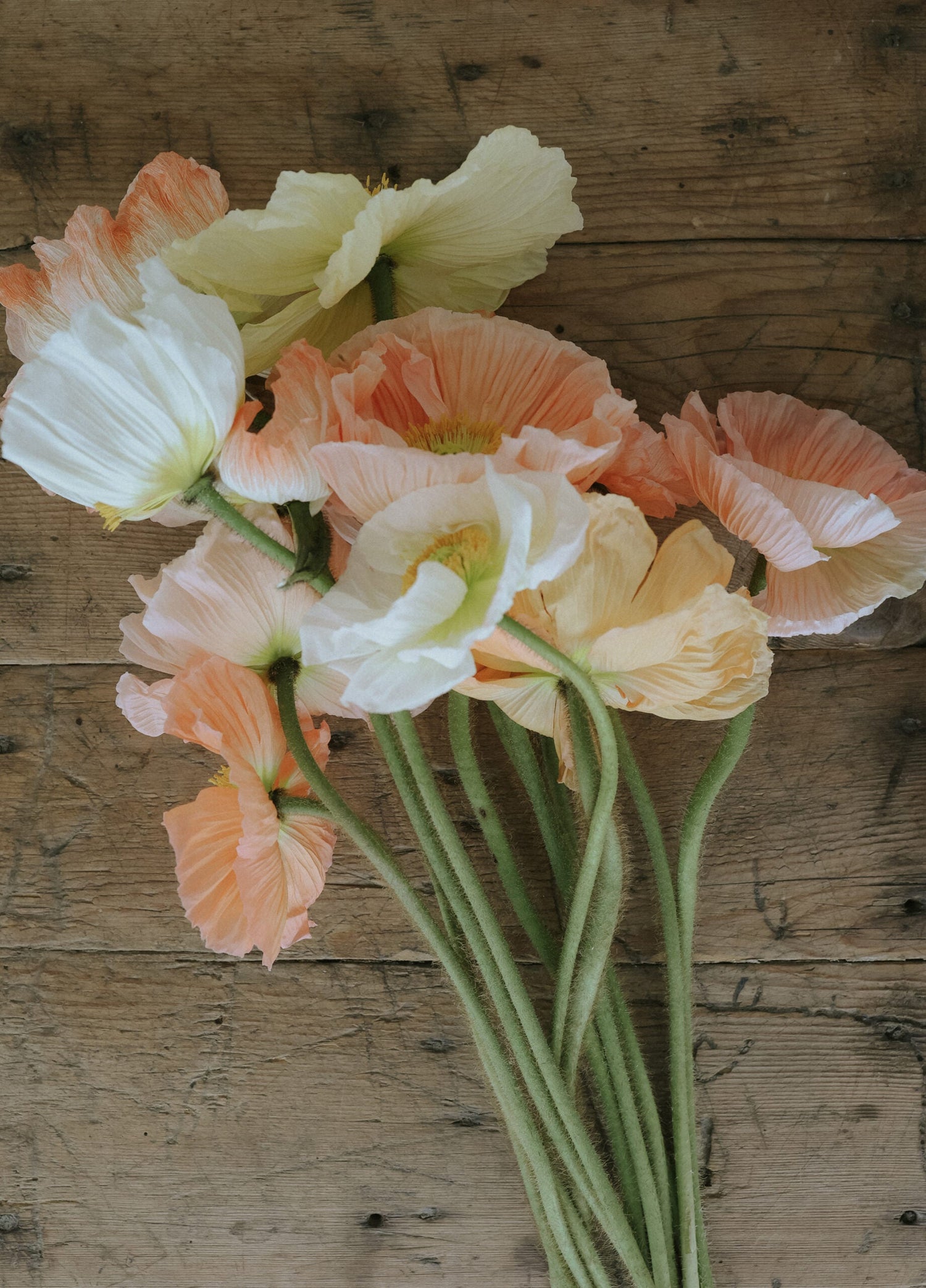 Artic Poppy - Rosa Chiaro Pastello