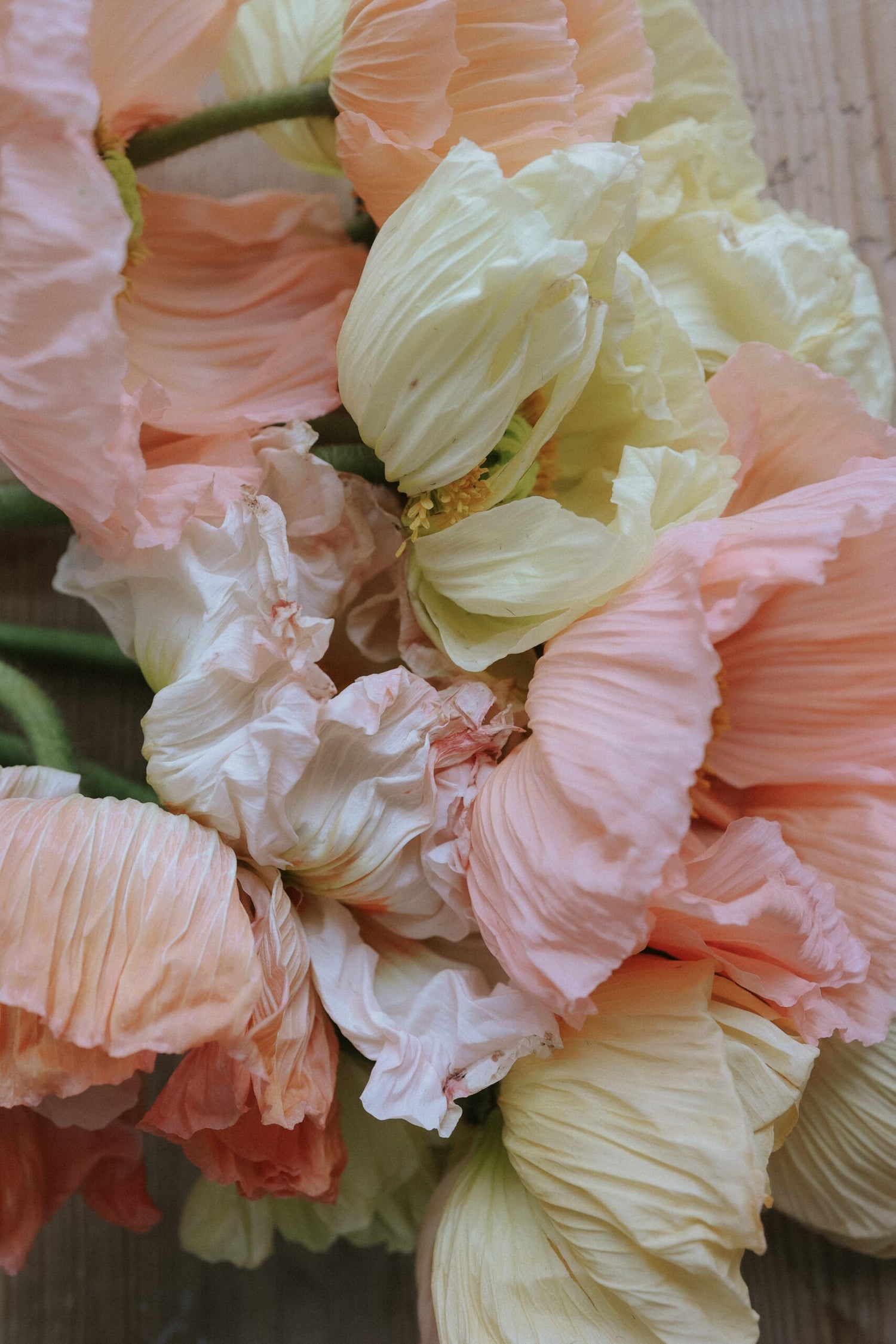 Artic Poppy - Rosa Chiaro Pastello