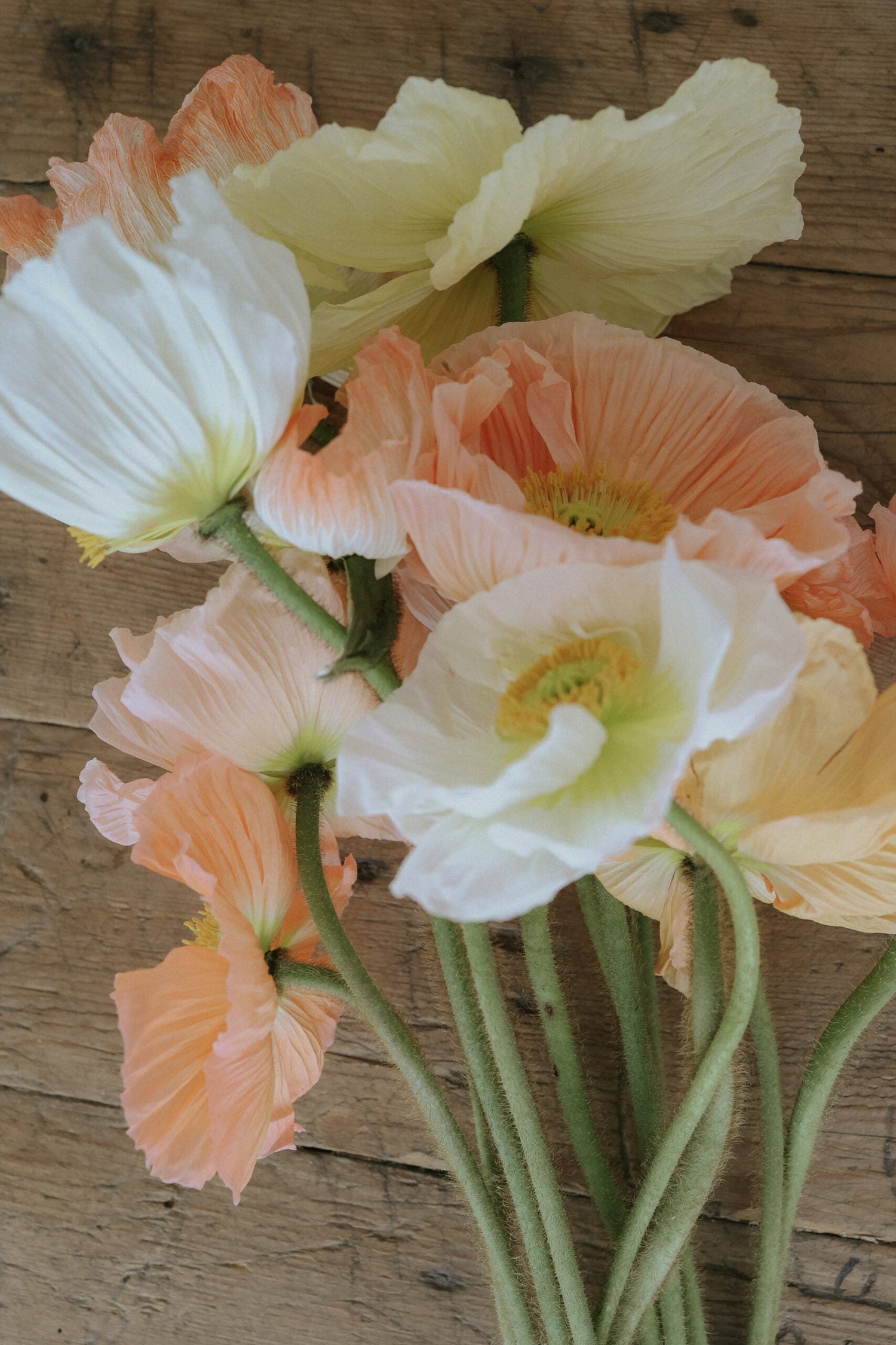 Artic Poppy - Rosa Chiaro Pastello