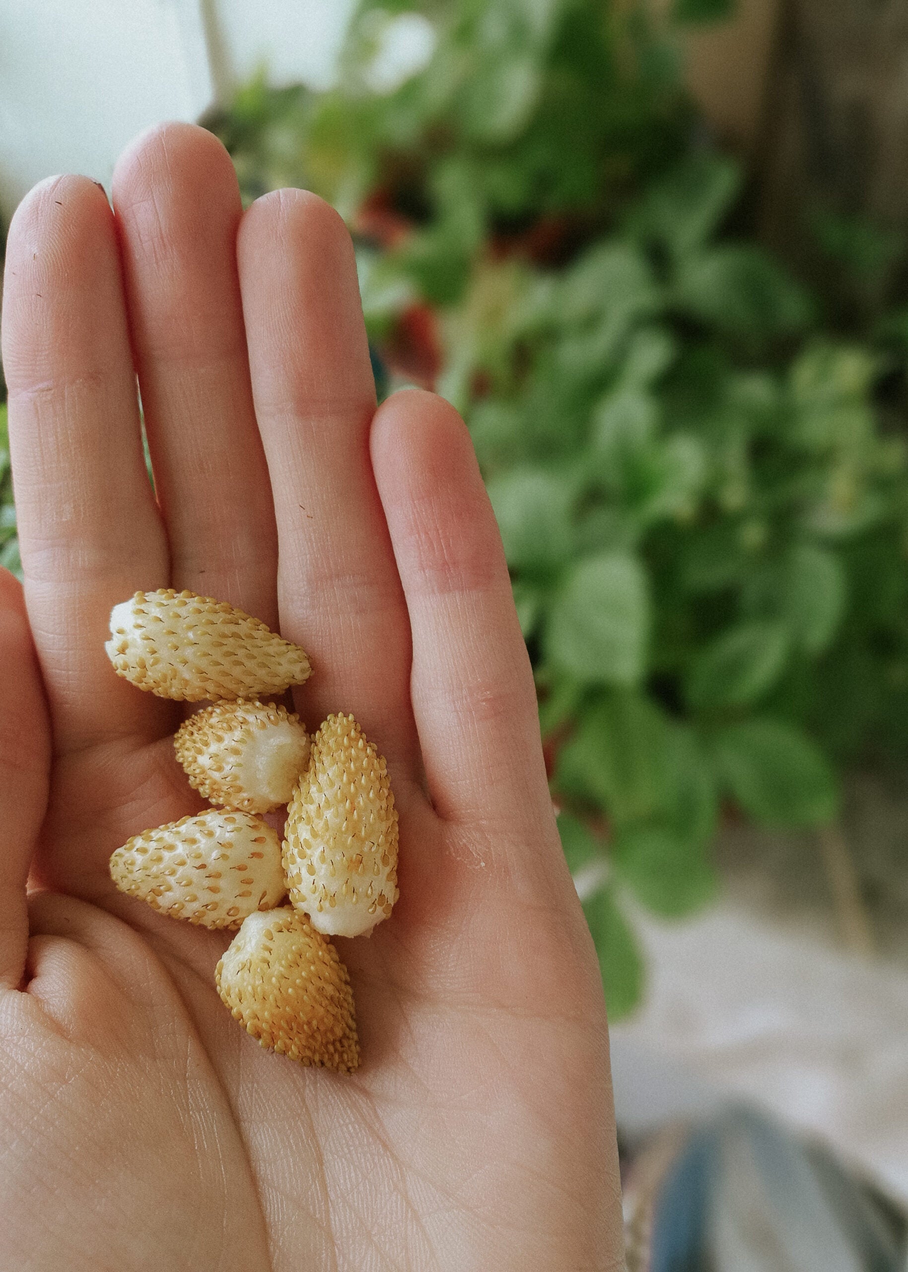 Strawberry seeds - Yellow Wonder - buy seeds online – Florea Garden