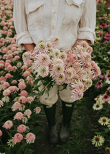 Coneflower - Cherry Fluff