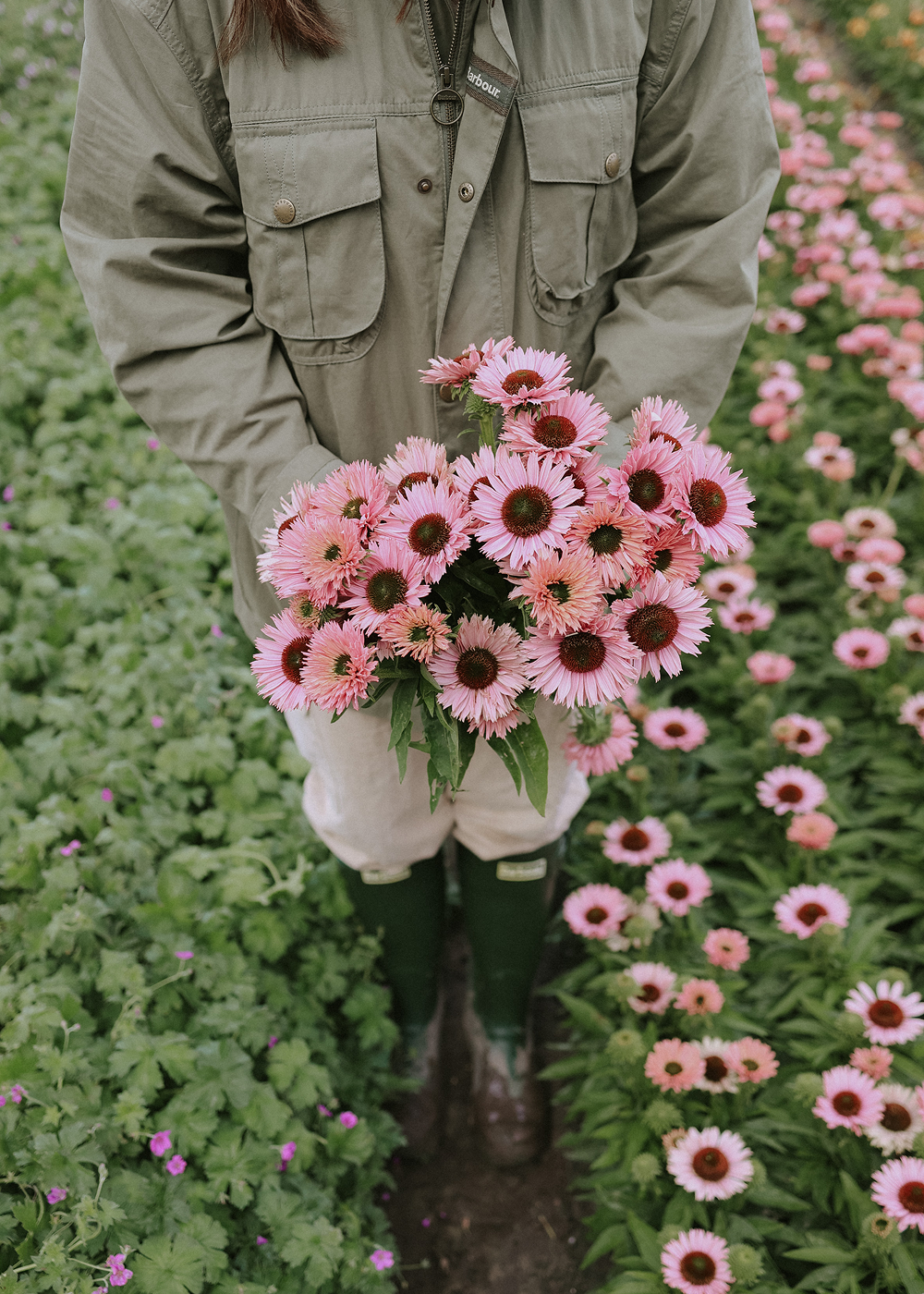 Coneflower - Butterfly Kisses