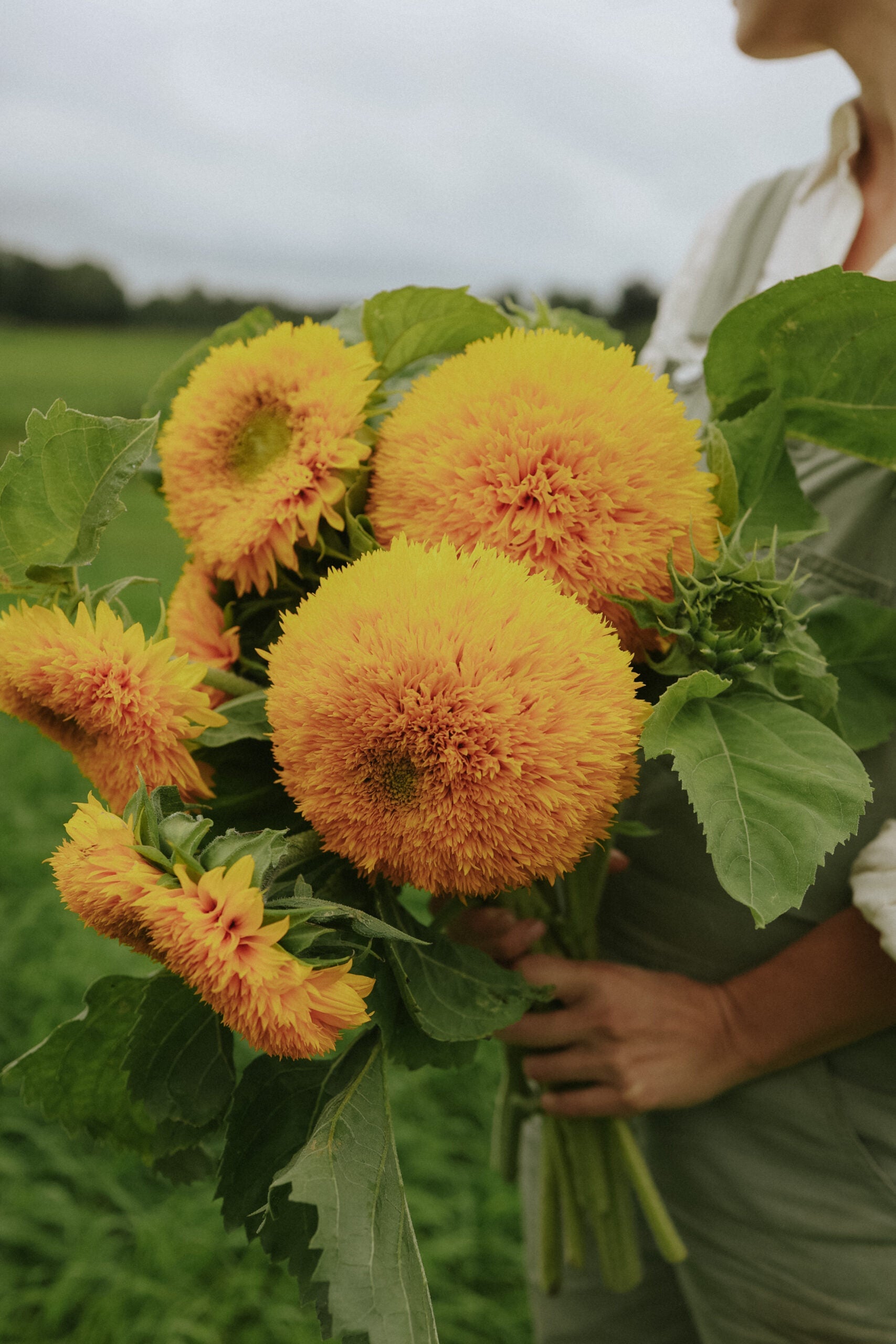 Fröer Solros - Double Sungold Tall - köp fröer online – Florea Garden