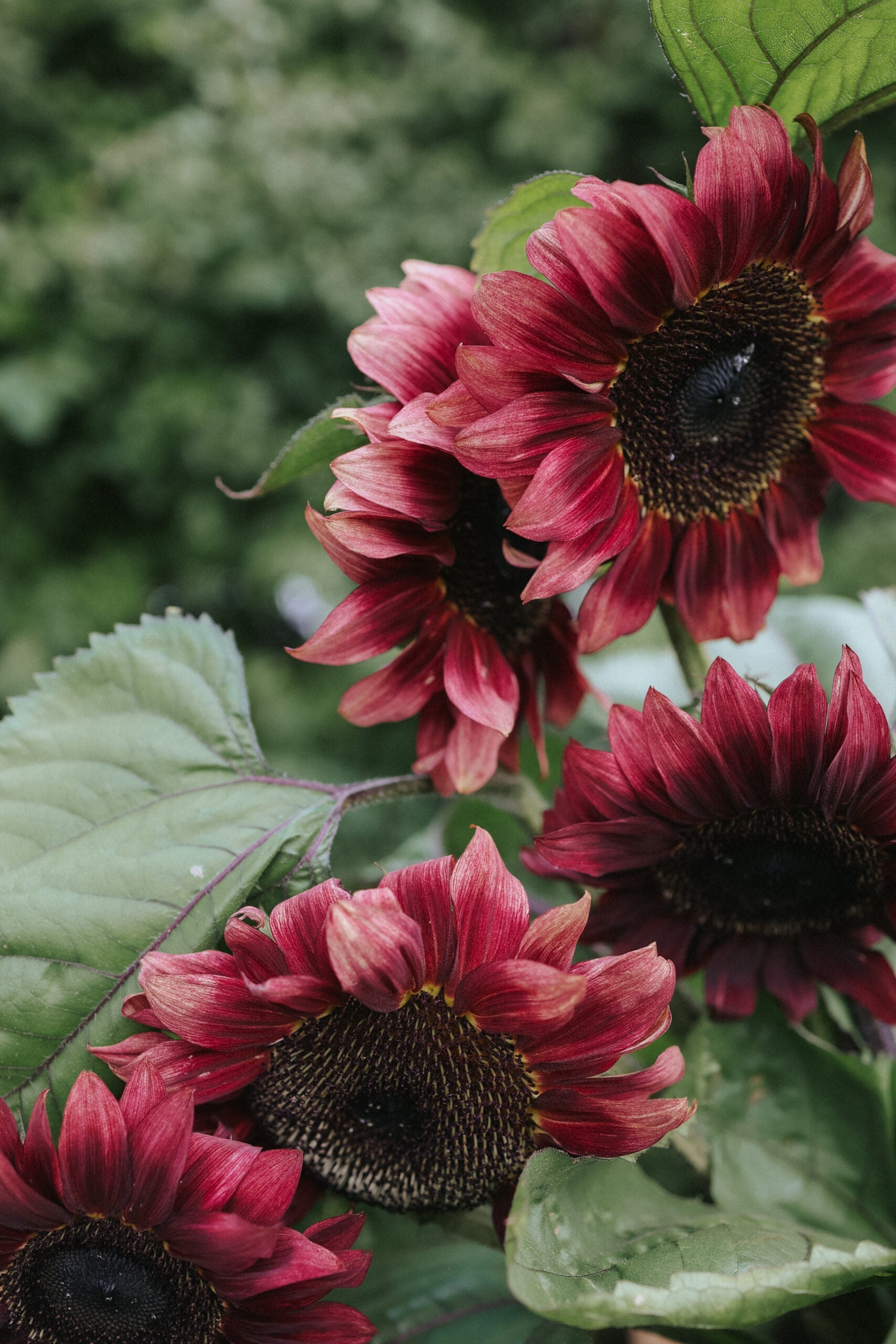 Fröer Solros - Pro cut Red - köp fröer online – Florea Garden