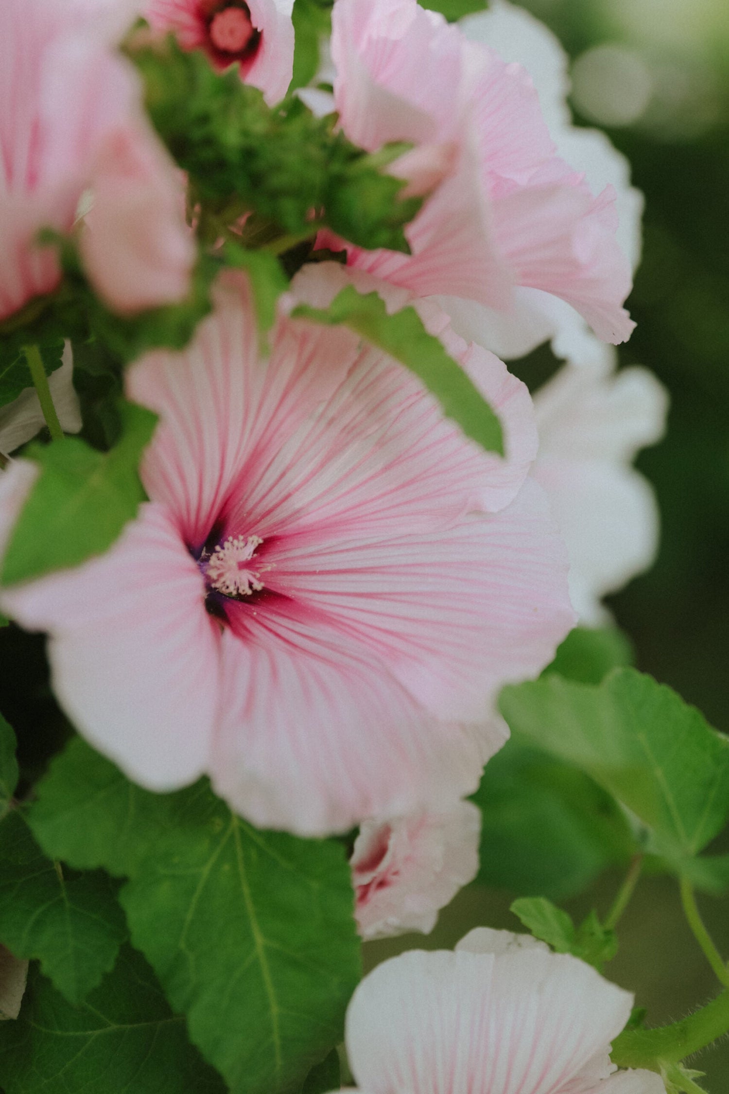 Sommarmalva - Dwarf Pink Blush
