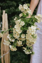 Phlox - Isabellina