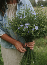 Common Flax