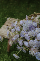 Lace flower / Didiscus - Lace Blue