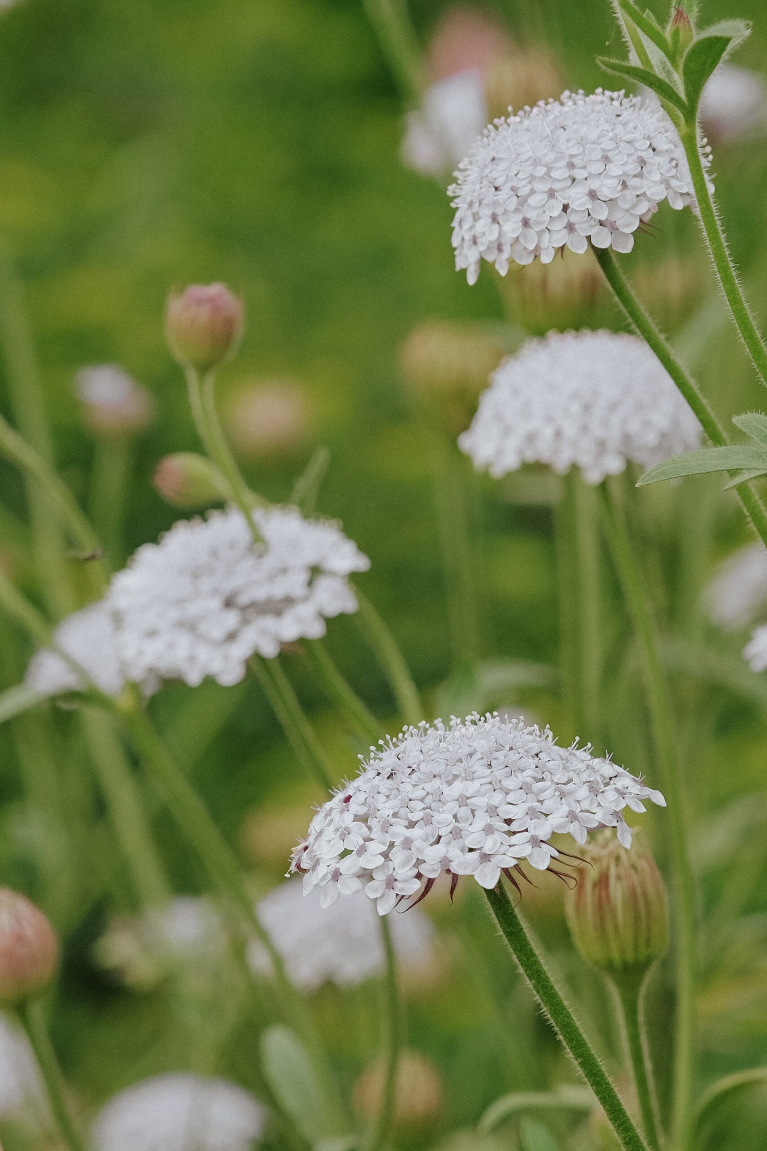 Flower Chervil - White Lace