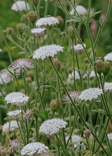 Kniplingsblomst - Lace White