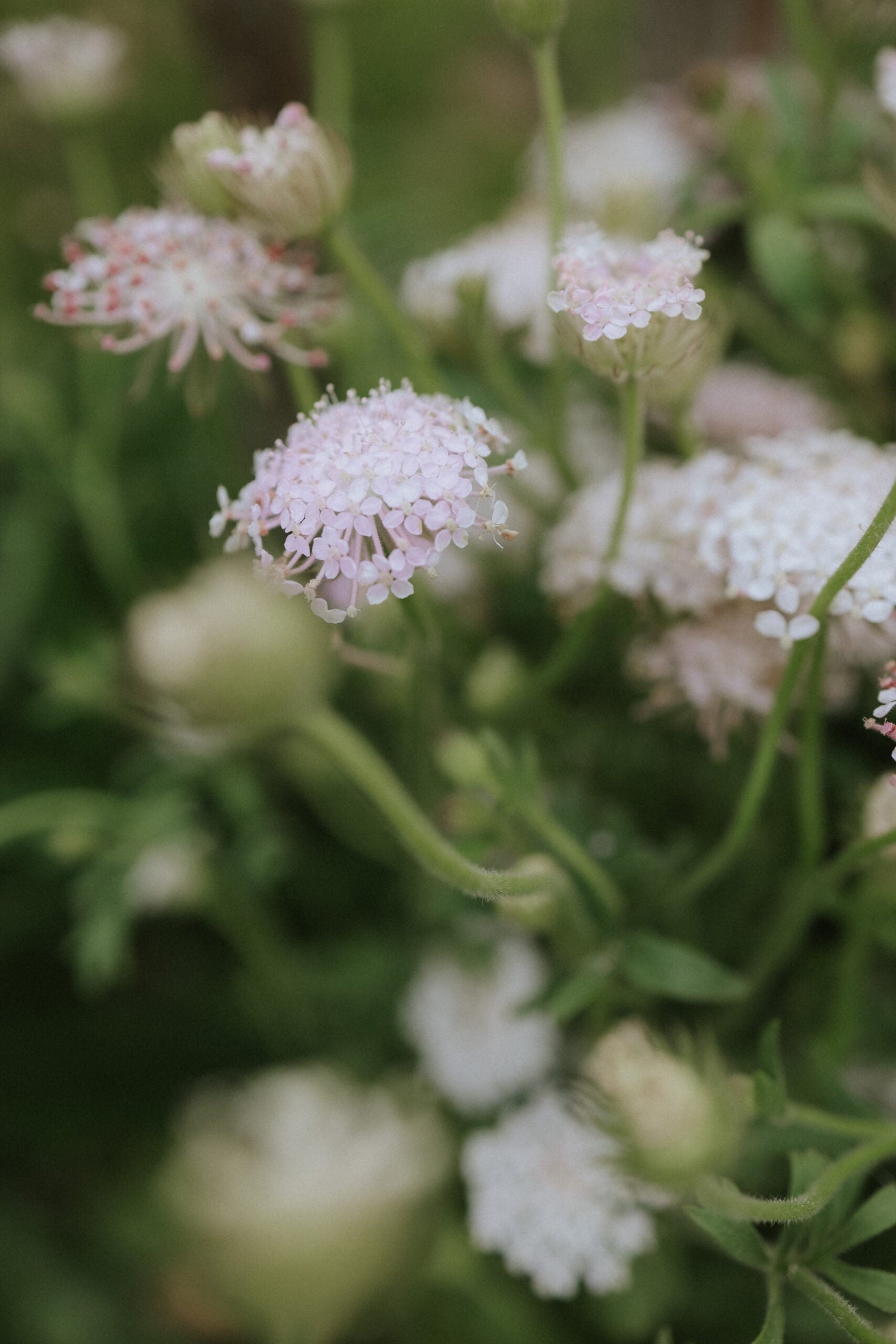 Spetsblomma - Lace Pink