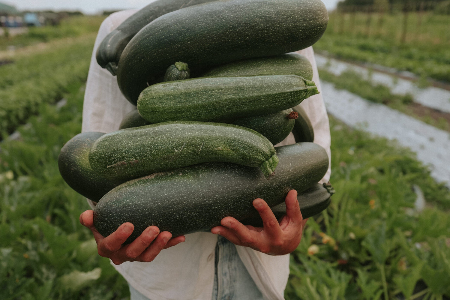 Squash - Black Beauty EKO