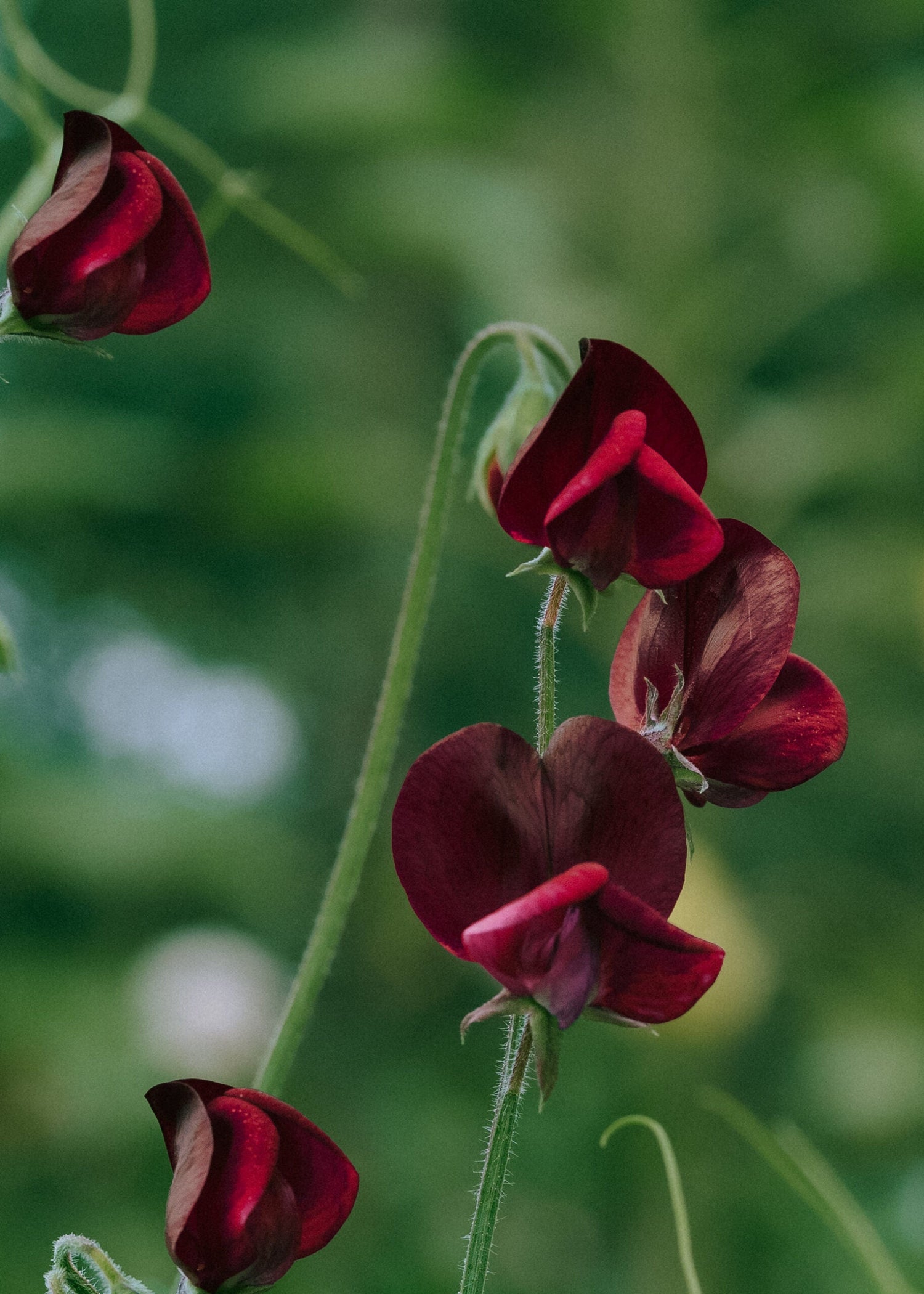 Sweet Pea - Spring Sunshine Burgundy