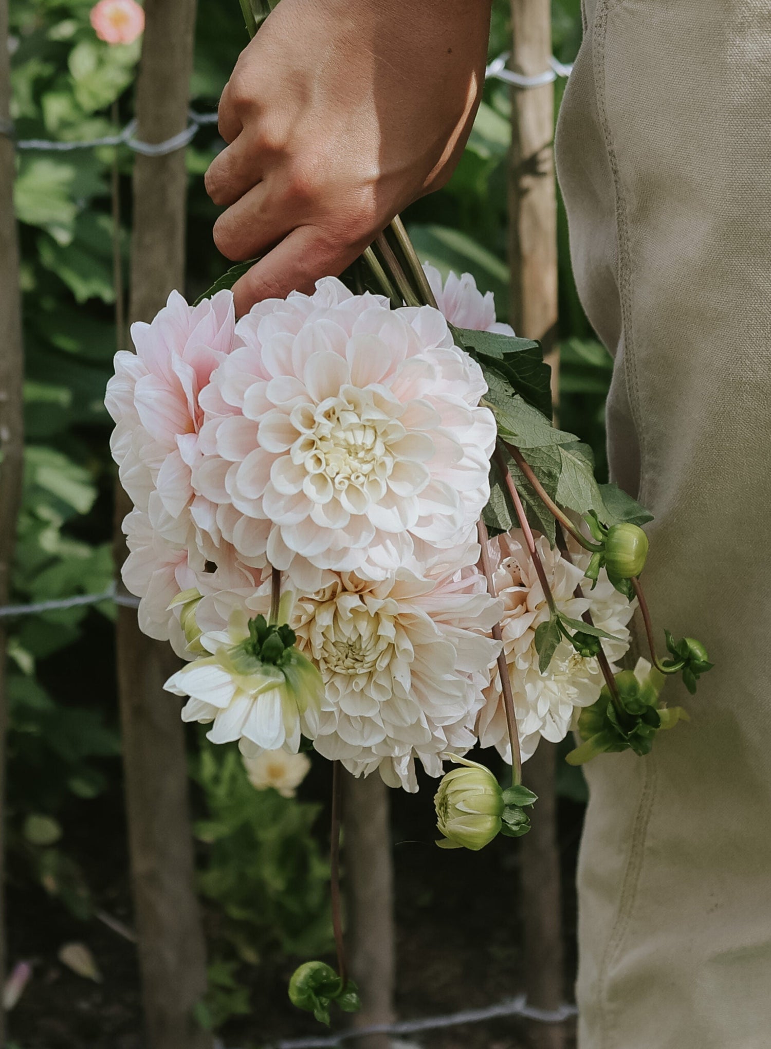 Dahlia - Sweet Nathalie