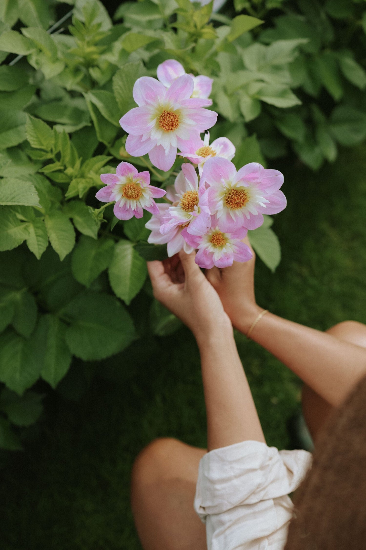 Dahlia - Teesbrooke Audrey