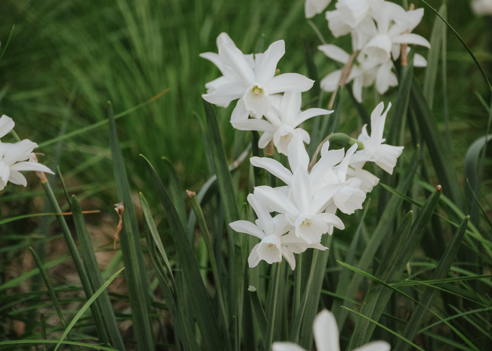 Narciss - Thalia EKO