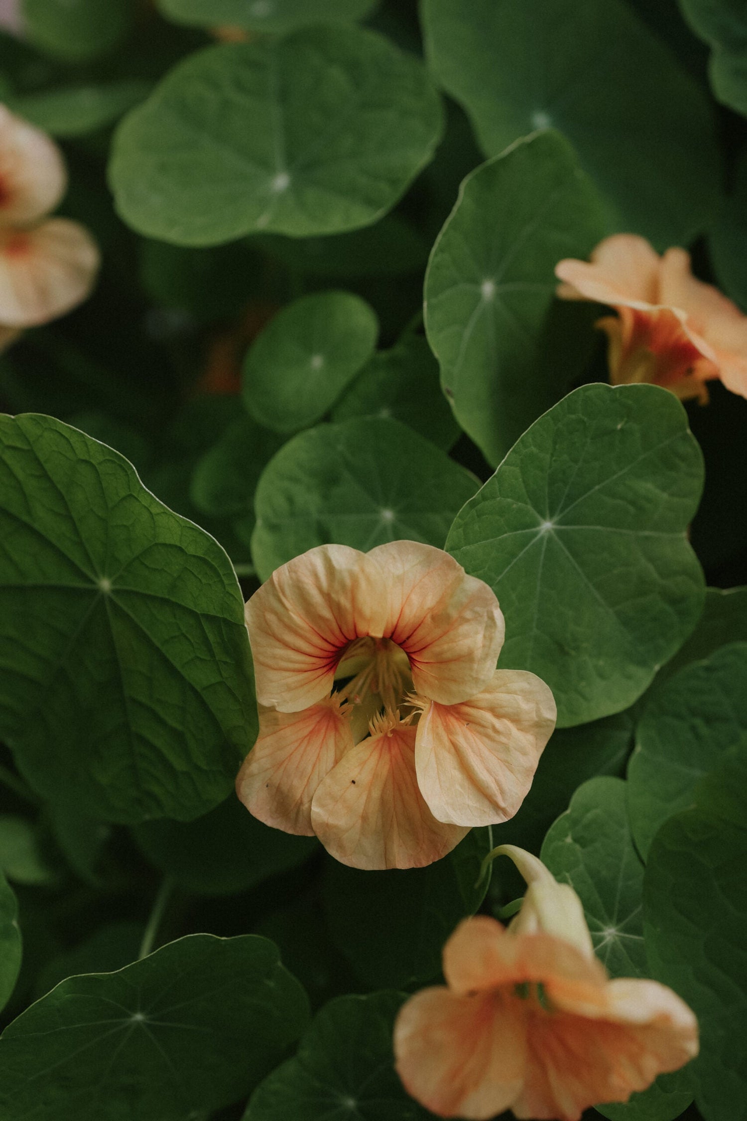 Dvärgkrasse - Tip Top Apricot