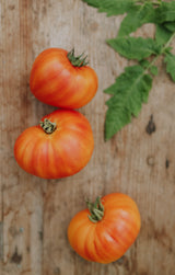 Tomato - Gourman Sun F1