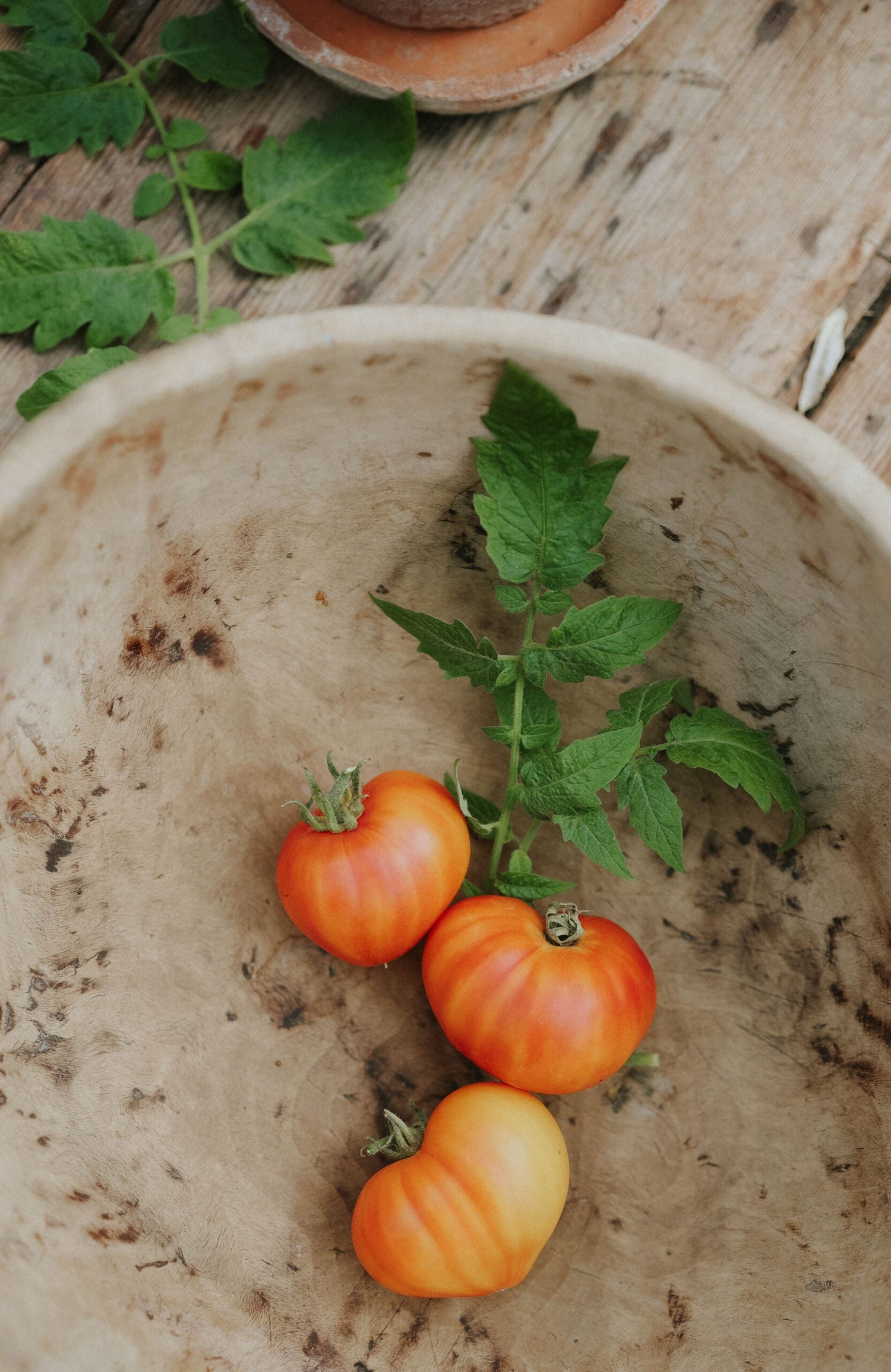 Tomat - Gourman Sun F1