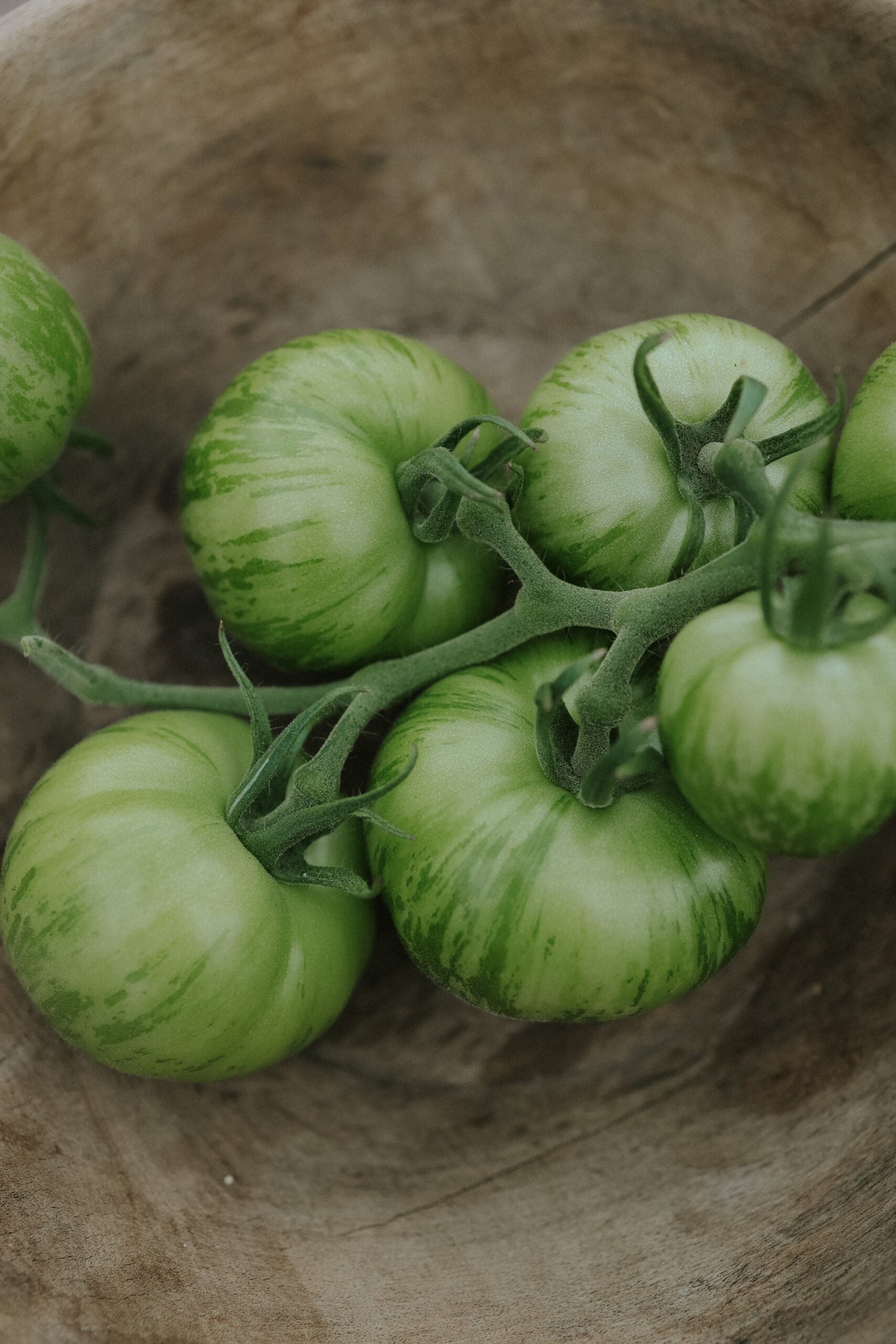 Tomat - Green Zebra EKO