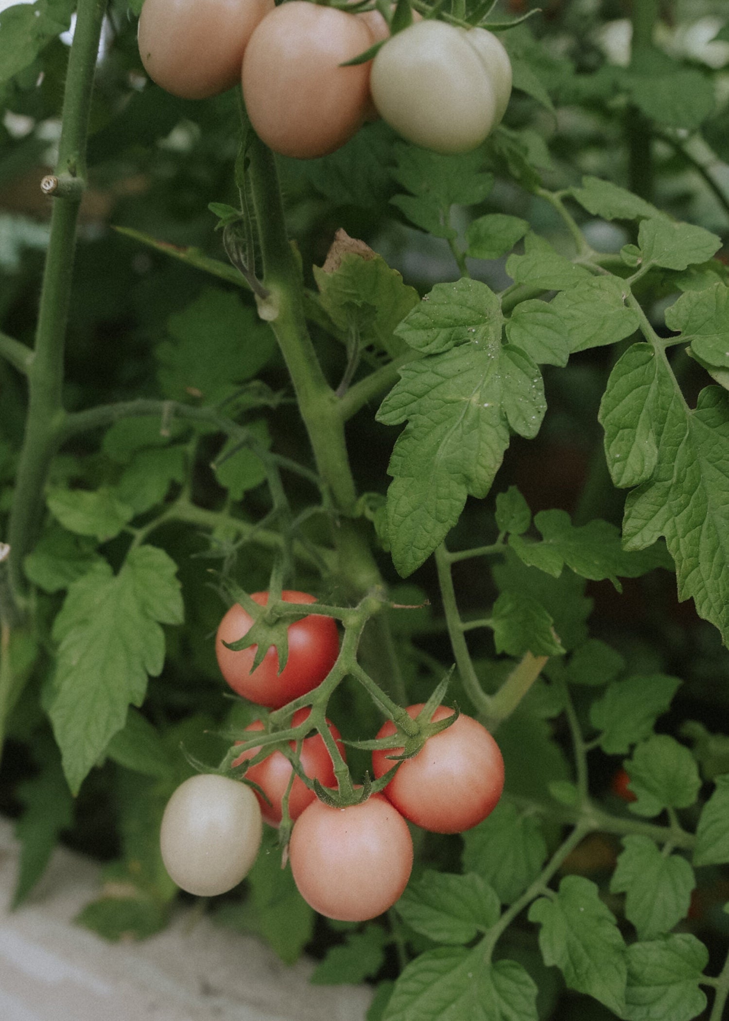 Tomat - Pink Thai Egg