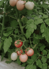 Tomat - Pink Thai Egg