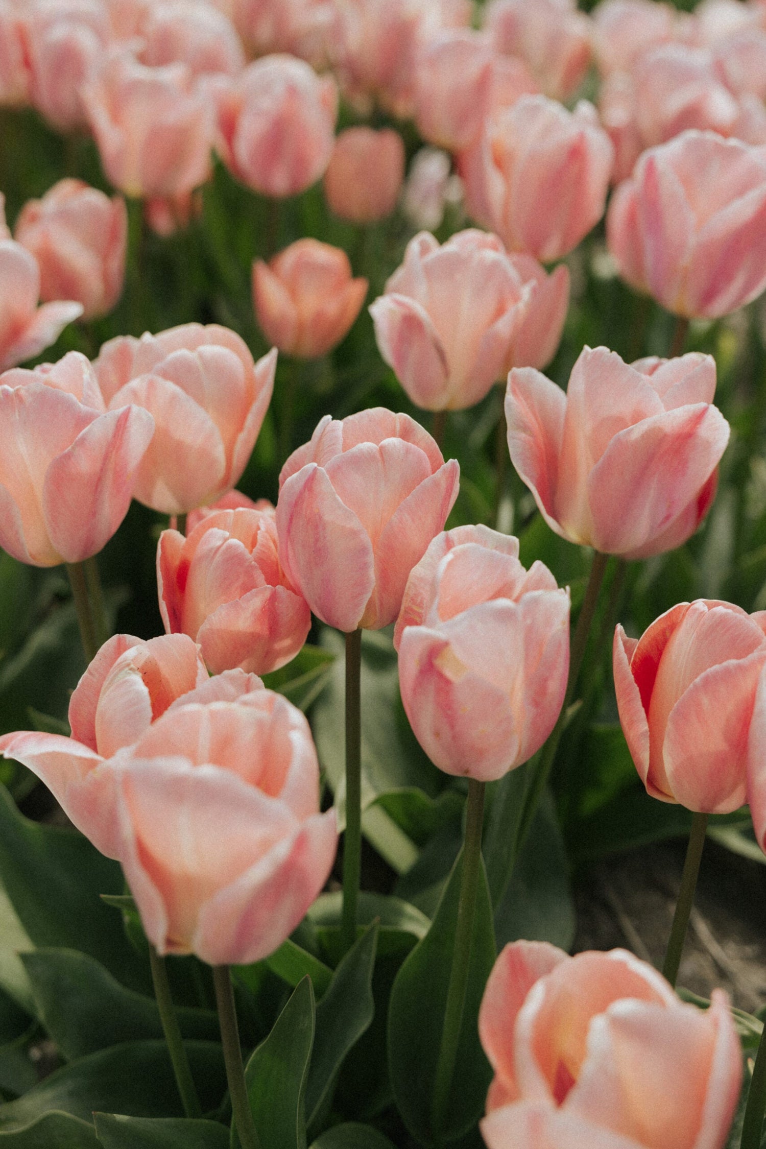 Tulpan - Mystique Van Eijk