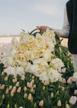 Tulipan - Silk Road