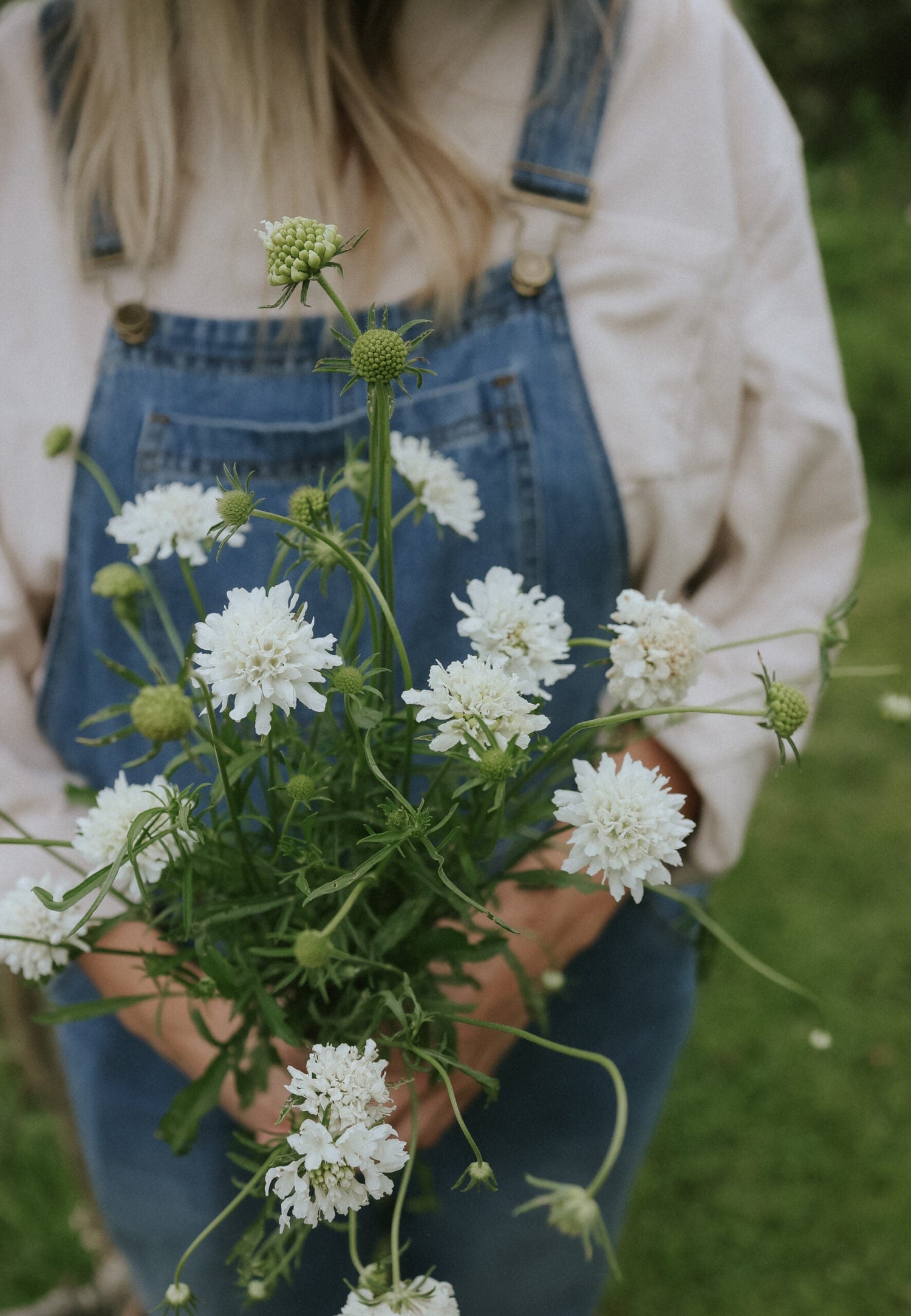 Praktvädd - Snowmaiden