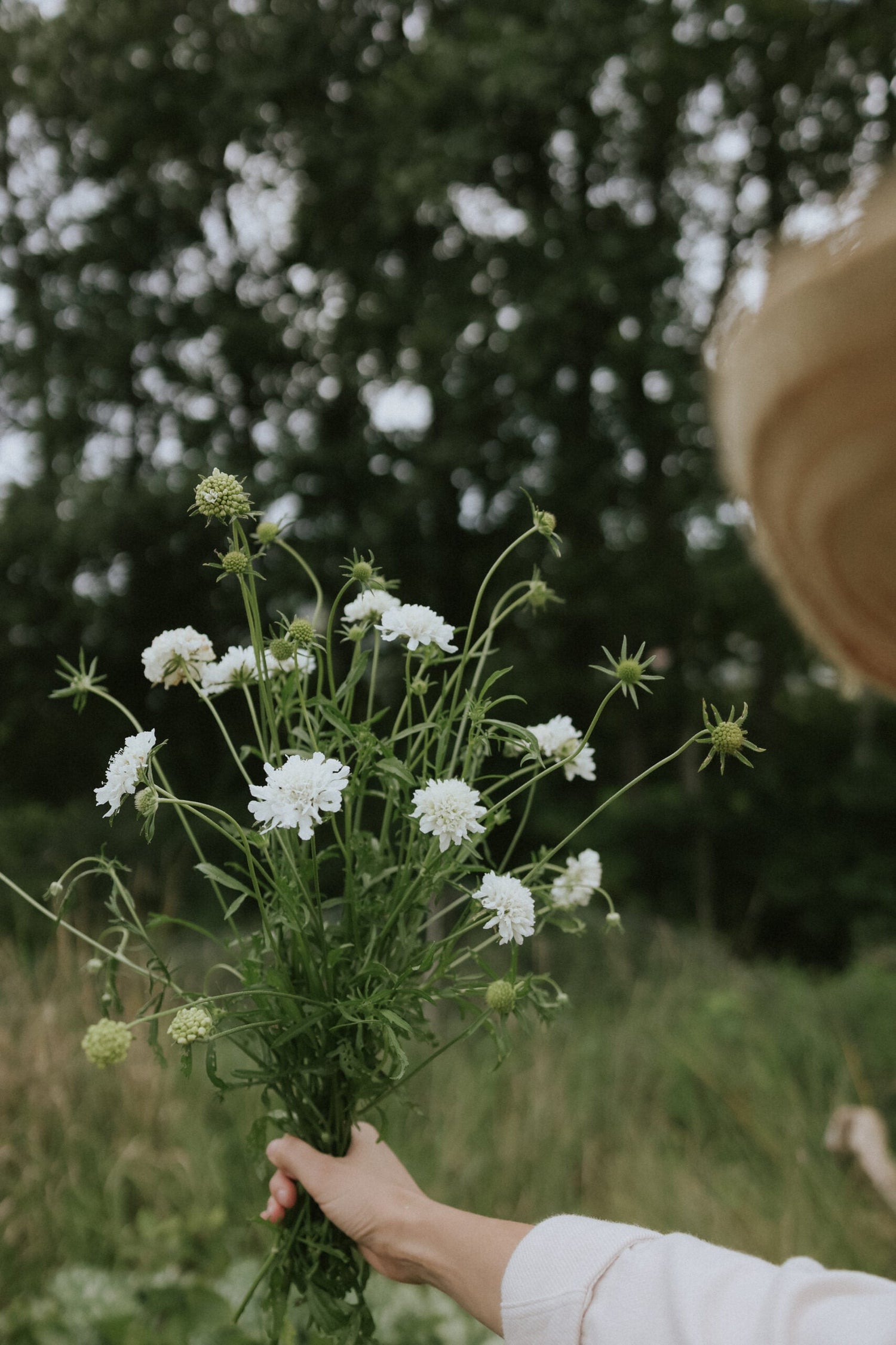 Praktvädd - Snowmaiden