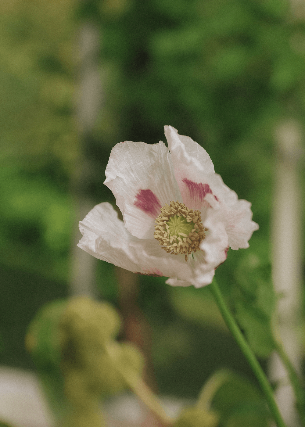 Cornflower - Blue Ball ECO