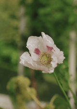 Pavot à opium