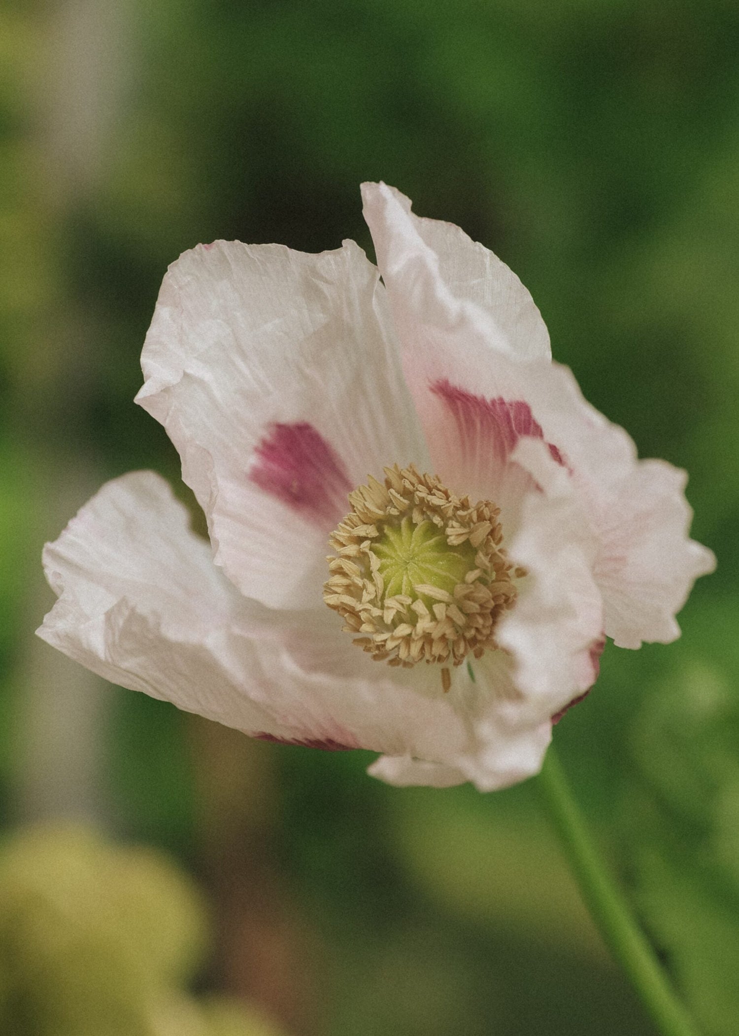 Enkel Vallmo - Bread seed poppy