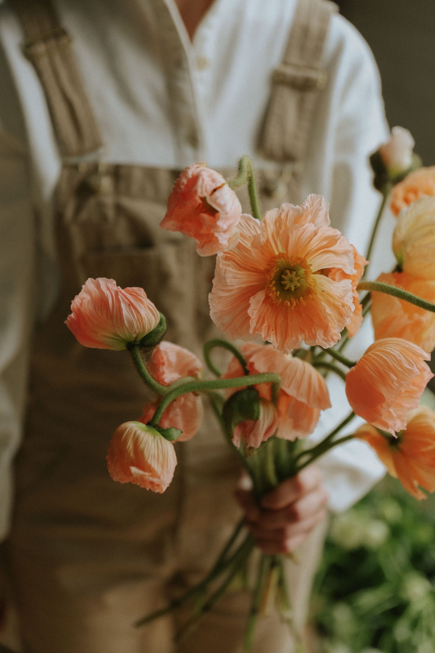 Sibirischer Mohn - Corallo
