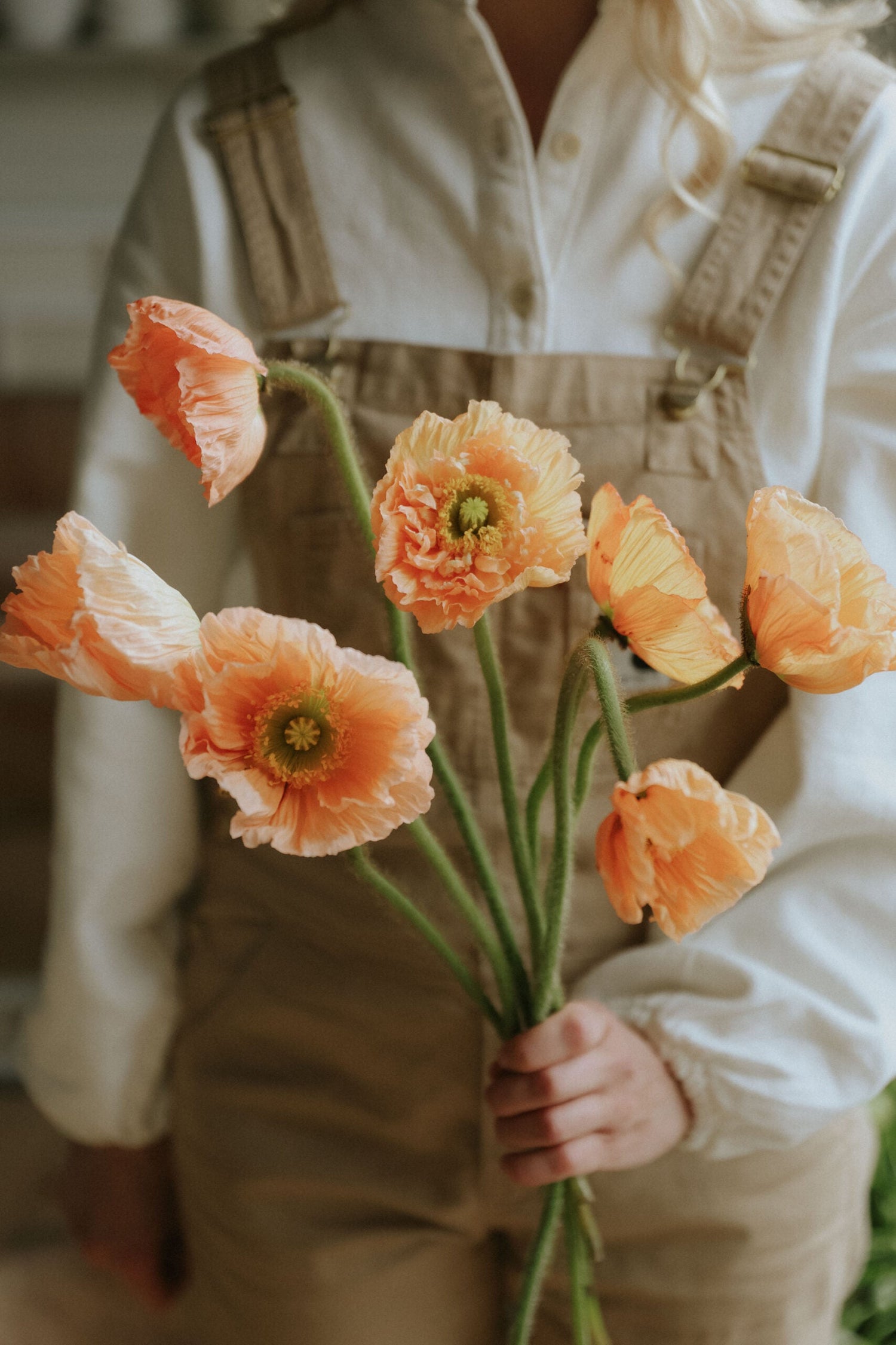 Sibirisk Vallmo - Salmone