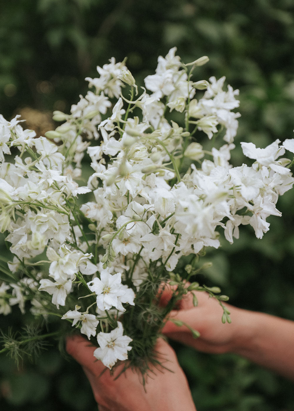 Riddarsporre - White King