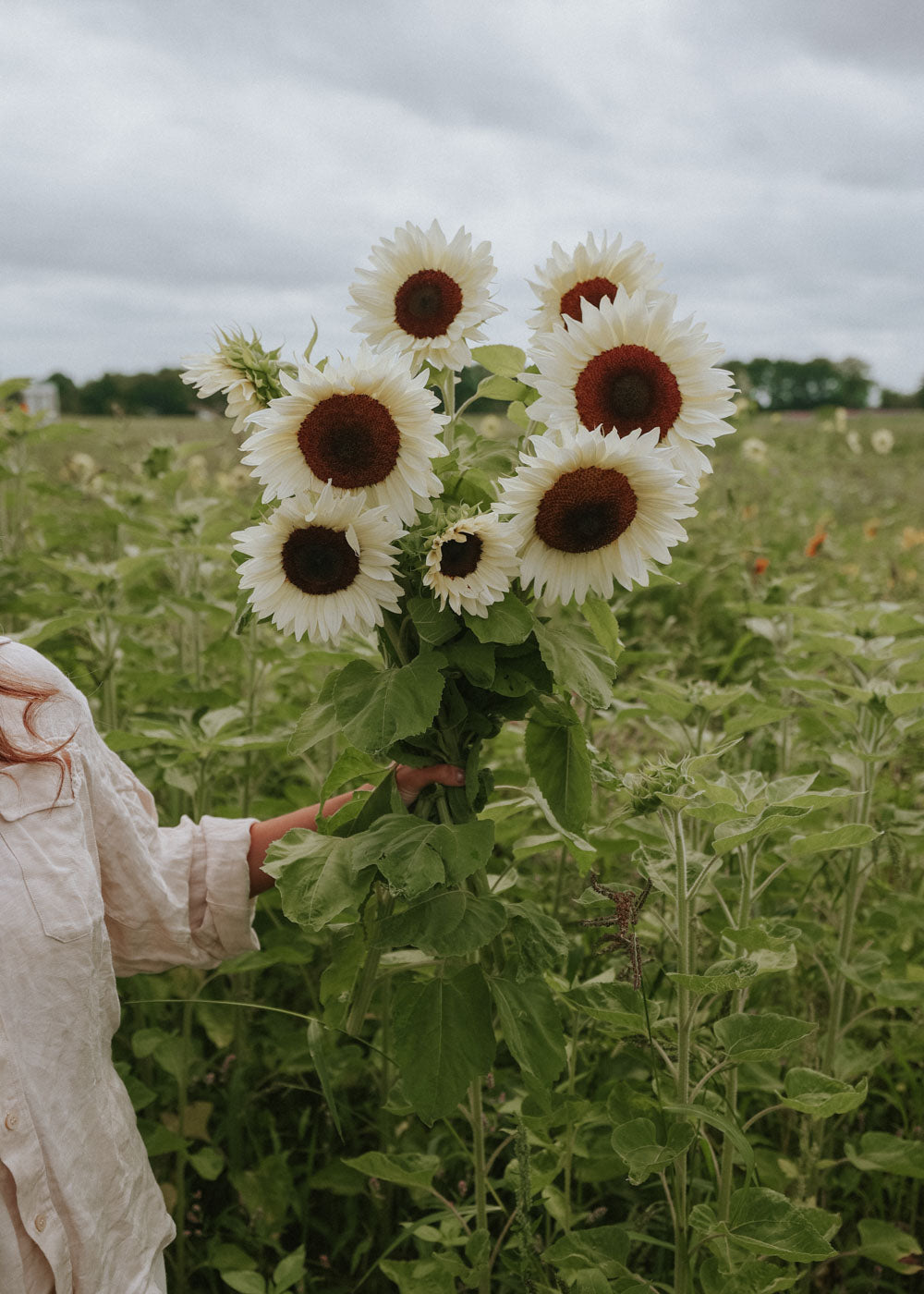 Solros - Pro Cut White Nite F1