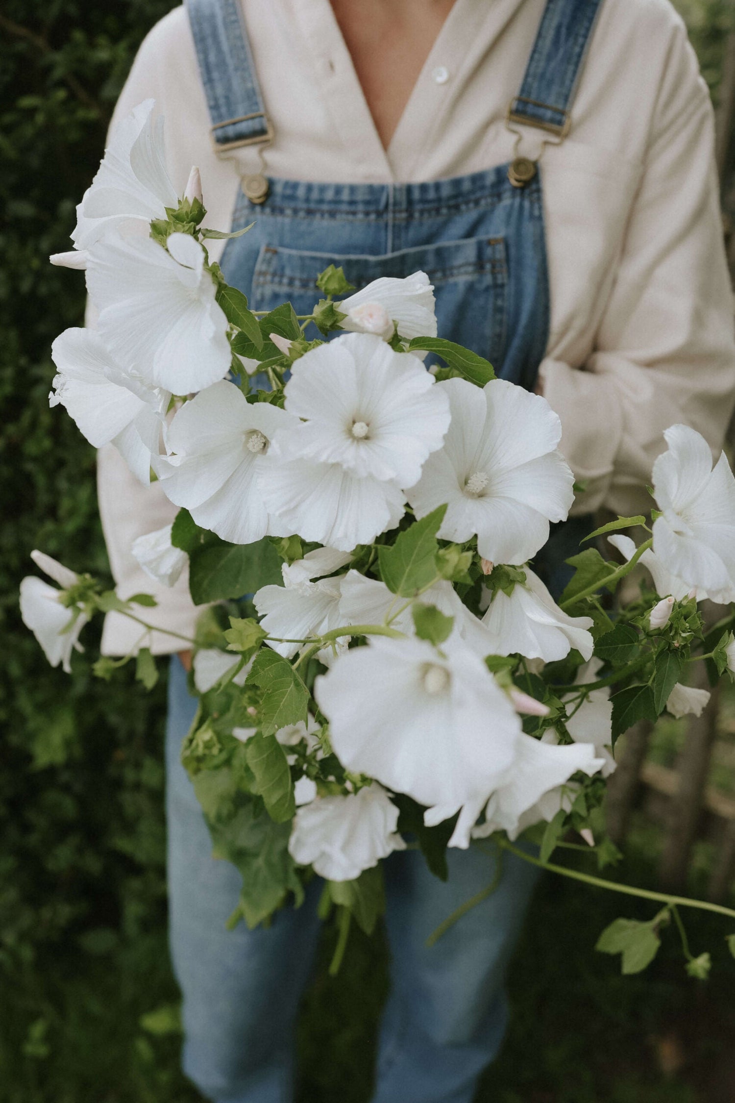 Sommarmalva - Mont Blanc