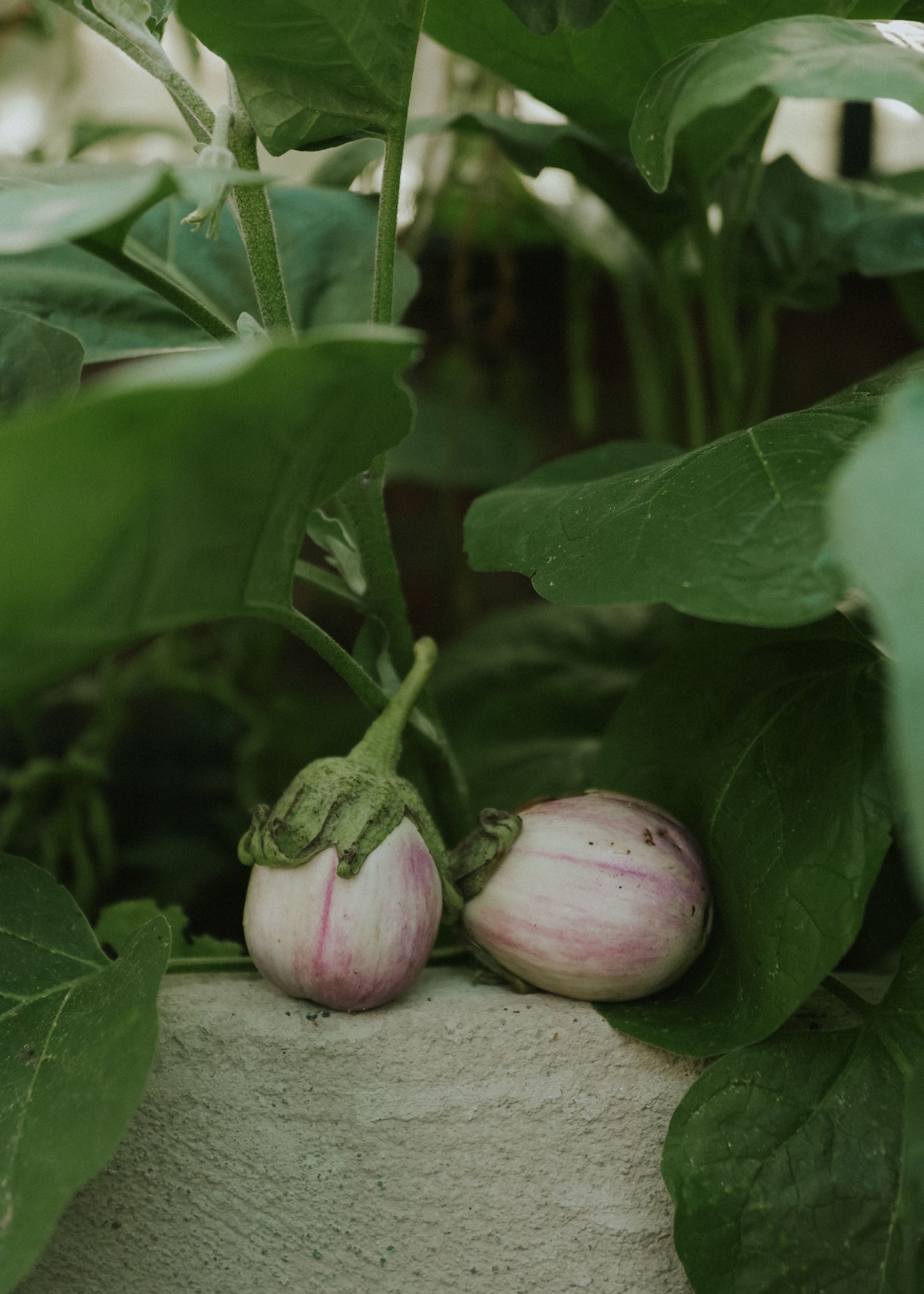 Aubergine - Rotonda Bianca