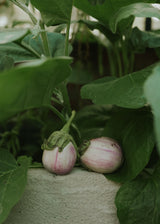 Aubergine - Rotonda Bianca