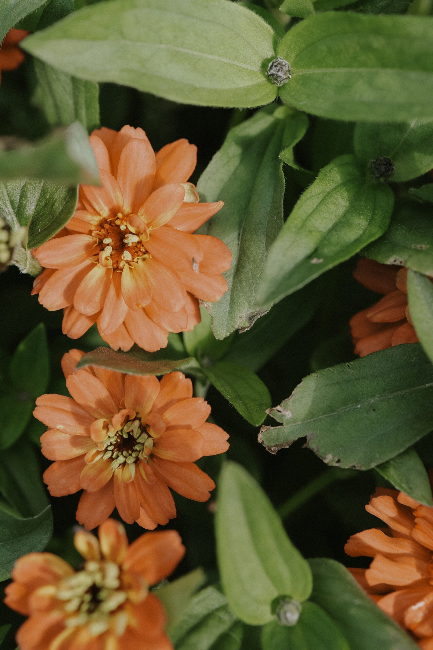 Zinnia - Profusion Apricot