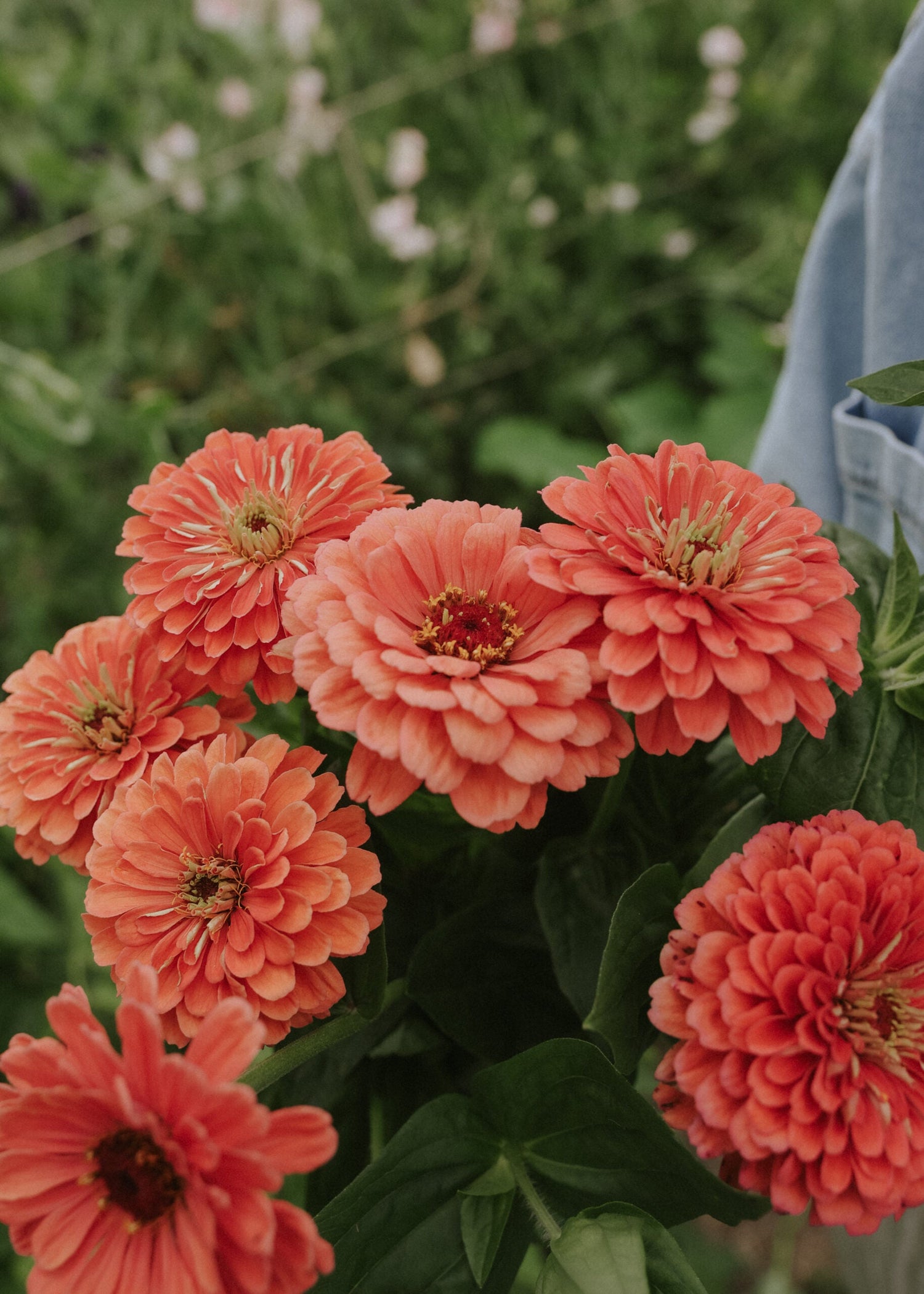 Zinnia - Benary's Giant Salmon Rose