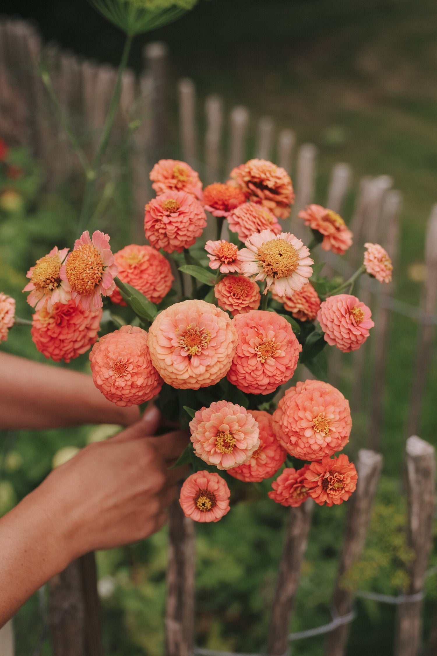 Zinnia - Bellini Peach Mix