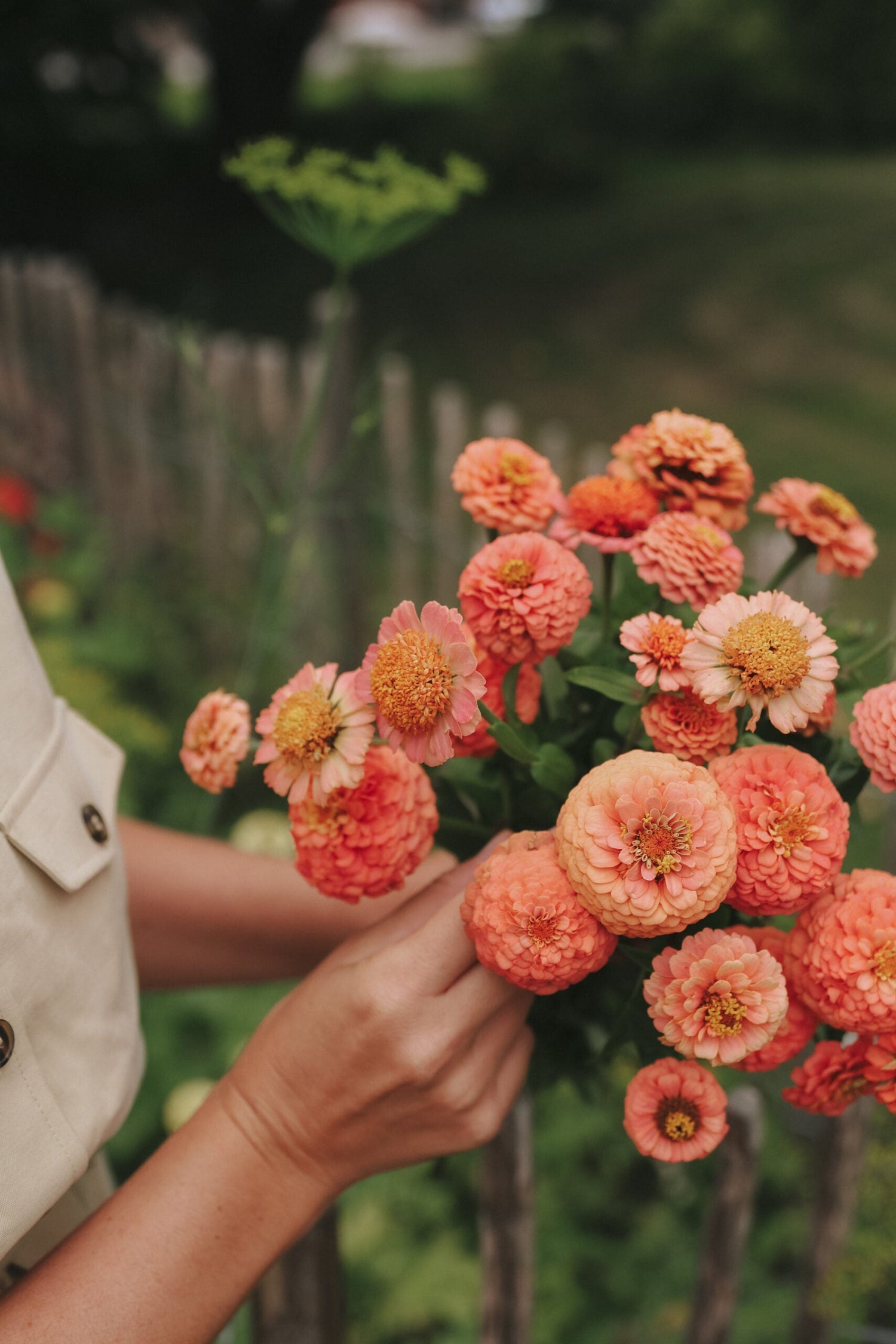 Zinnia - Bellini Peach Mix
