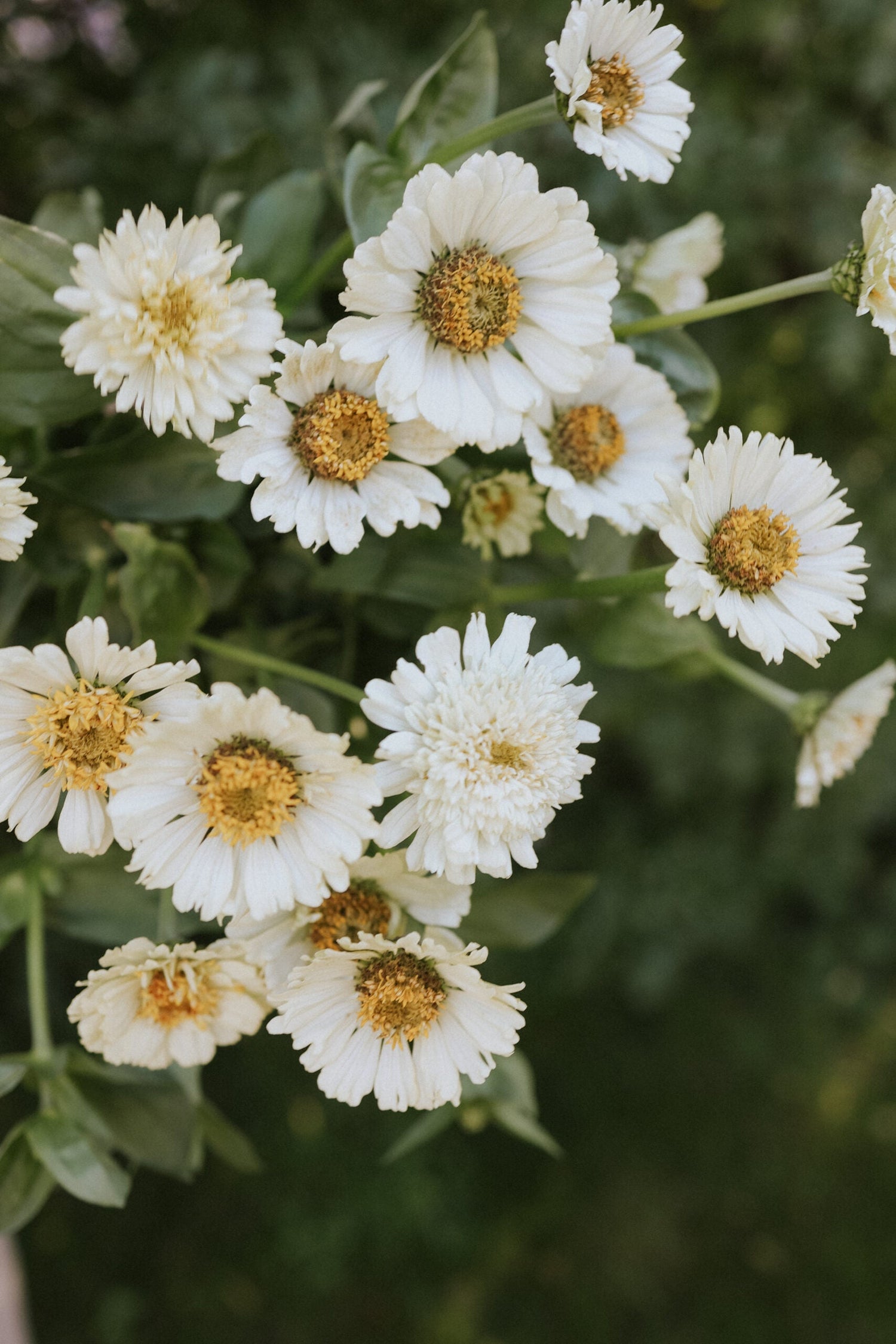 Zinnia - Cresto! Cream