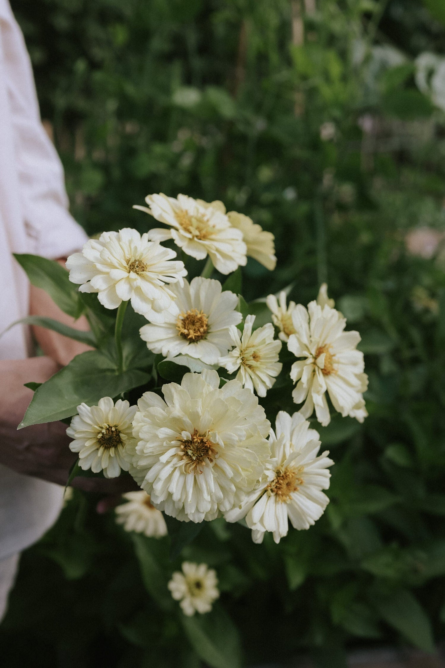 Zinnia - Dreamland Ivory